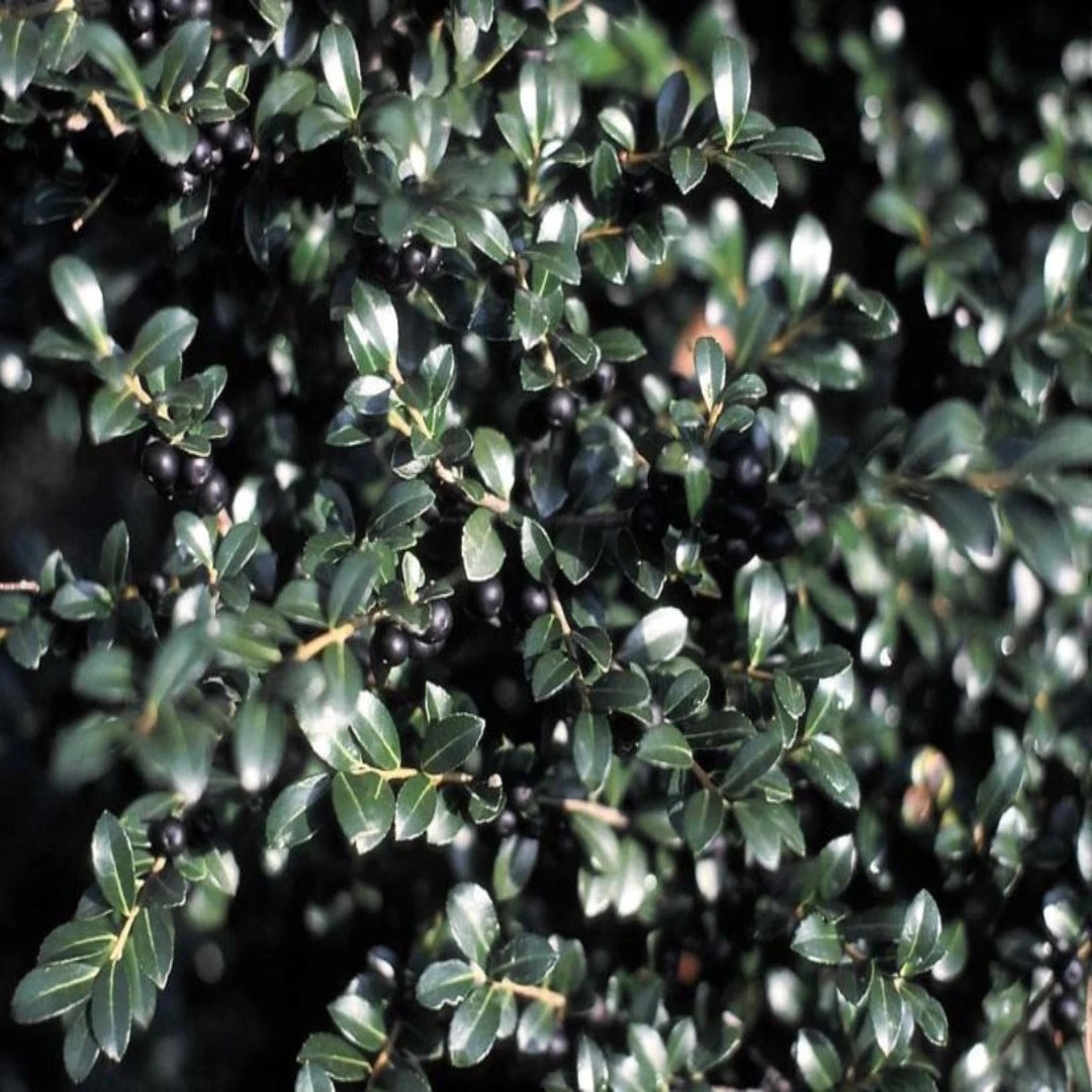 Green Luster Holly 2 Green Luster Holly - Image 2