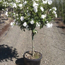 Althea Double White Blooms Tree -Pixies Gardens 55be7b170d118163bc049ad44ac5e2ac
