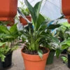 Peace Lily (Live Indoor Plant)