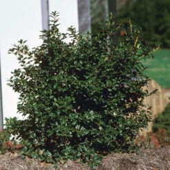 China Boy Ilex 12 China Boy Ilex -Pixies Gardens 572301 1 1200Wx1200H