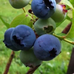 Climax Blueberry Bush 16 Climax Blueberry Bush -Pixies Gardens 5780 Climax Blueberry