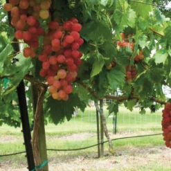 Victoria Red Grape -Pixies Gardens 5a8e5863c3aa4.image