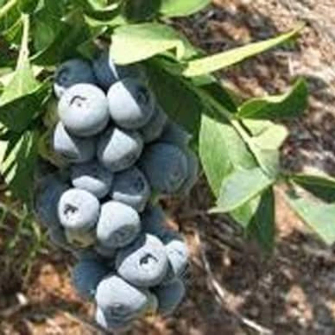 Krewer Blueberry Bush 3 Krewer Blueberry Bush - Image 3