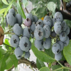 Ochlockonee Blueberry Bush 10 Ochlockonee Blueberry Bush -Pixies Gardens 5b9494e8cf58c 800x600 1