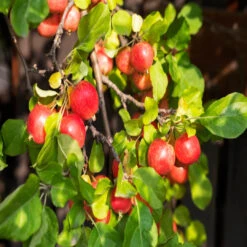 Crabapple Callaway -Pixies Gardens 5b949dcaecffa 800x600 1