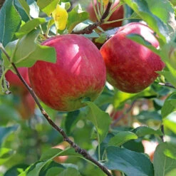 Fuji Apple Tree -Pixies Gardens 6125Zcm09wL
