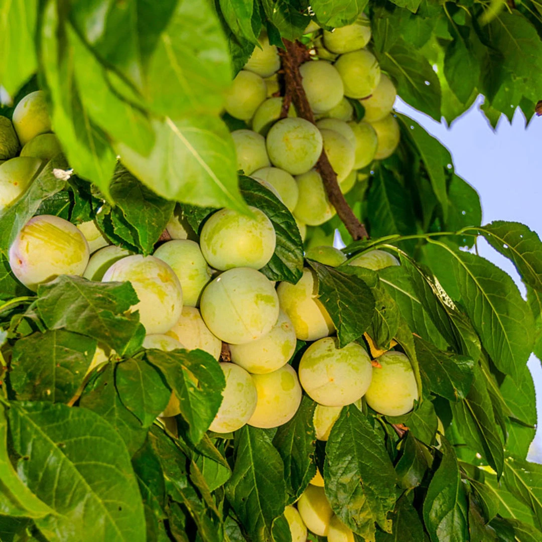 Green Gage Plum Tree Bears Large Crops Of Yellowish Green 1 Green Gage Plum Tree Bears Large Crops Of Yellowish Green