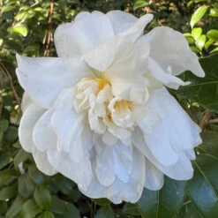 Camellia Autumn Rocket Plant-Stunning White Blooms -Pixies Gardens 61Rk0ZoNQyL. UF894 1000 QL80