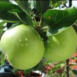 Granny Smith Apple Tree