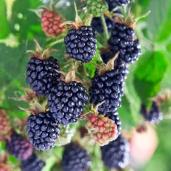 Apache Blackberry -Pixies Gardens 61 F2EOggsL. AC SX679