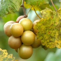 Fry Muscadine Vine Shrub