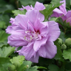 Althea , Double Purple Blooms Tree -Pixies Gardens 61yhDAZ9uQL