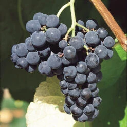 Fredonia Grape -Pixies Gardens 62410496