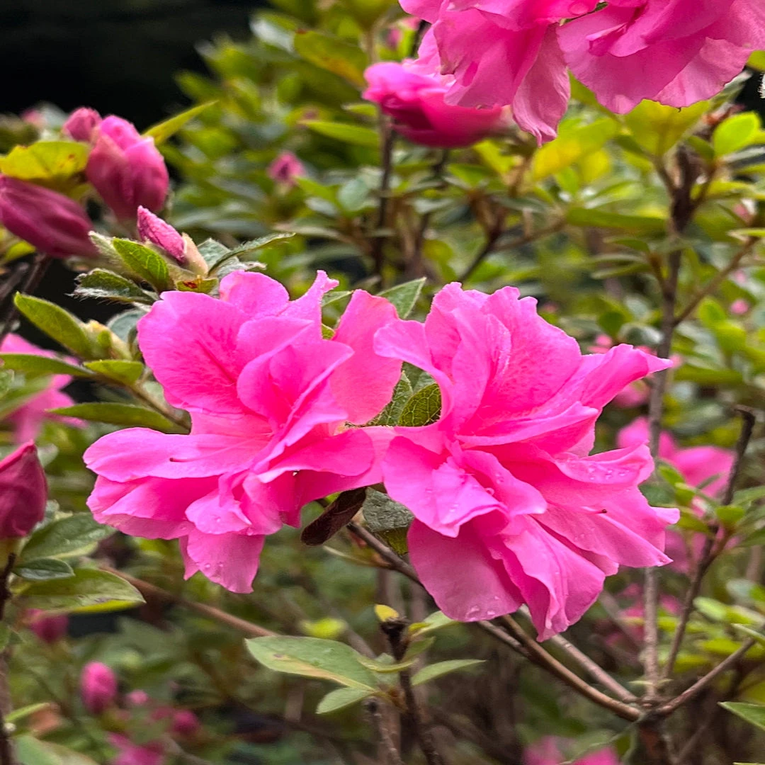 Double Pink Reblooming Azalea 1 Double Pink Reblooming Azalea
