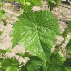 Vidal Blanc Grape -Pixies Gardens 6349 Vidal blanc FA