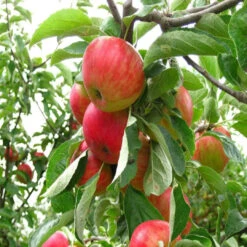 Fuji Apple Tree -Pixies Gardens 63526dc33b7e8a0a9e1e55c2 smartme 1 dwarf fuji apple tree 1 2 ft