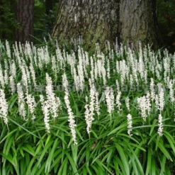 Liriope Muscari 'Monroe's White' - [CG] -Pixies Gardens 63900 30370446
