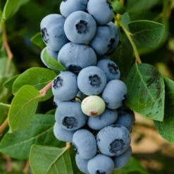 Legacy Blueberry Bush 13 Legacy Blueberry Bush -Pixies Gardens 66270A