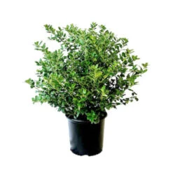 China Boy Ilex 11 China Boy Ilex -Pixies Gardens 67425067