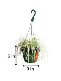 Evergold Carex Grass Hanging Basket (Live Indoor-Outdoor) 10 Evergold Carex Grass Hanging Basket (Live Indoor-Outdoor) -Pixies Gardens 67984148 1e17 4e2a b04d 72ca175121e5