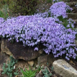 Phlox Subulata (Blue), Thrift, Creeping Phlox - [EG] -Pixies Gardens 67d27fe94e528215ff959e19397b246f