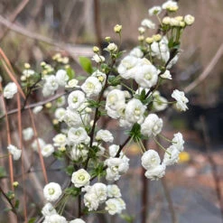 Spirea Prunifolia -Pixies Gardens 68A9BCB1 38FA 4F53 A7B1 4817BBC5AA45