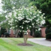 White Crape Myrtle