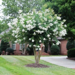 White Crape Myrtle