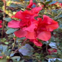 Encore Azalea Autumn Embers 8 Encore Azalea Autumn Embers -Pixies Gardens 6F9355E6 84EF 4EE1 AE42 2310D5071831