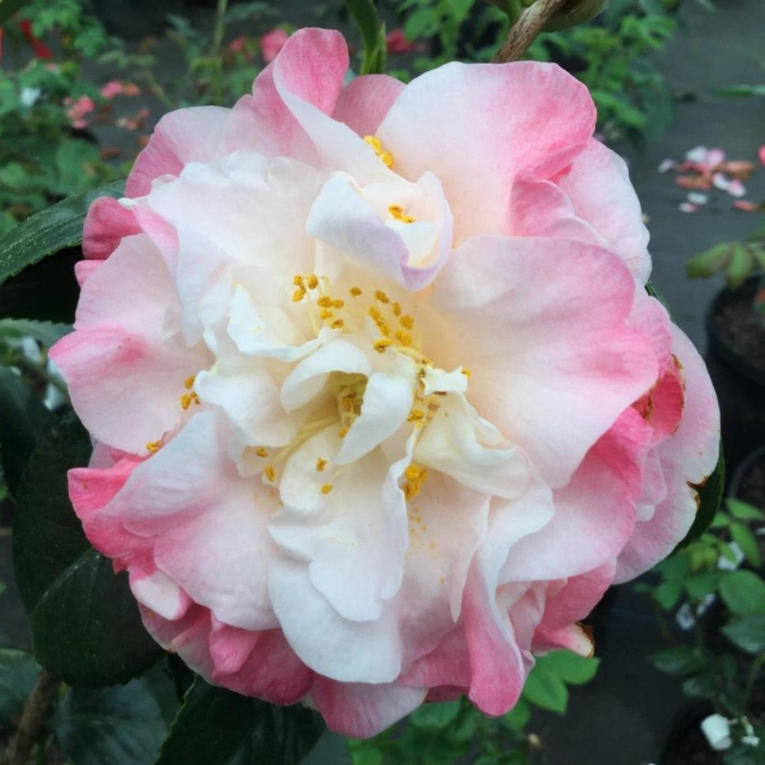 Mrs. Lyman Clarke Camellia 1 Mrs. Lyman Clarke Camellia