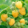 Anne Everbearing Yellow Raspberry