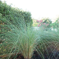 Sand Cord Grass 9 Sand Cord Grass -Pixies Gardens 713oRcx kQL