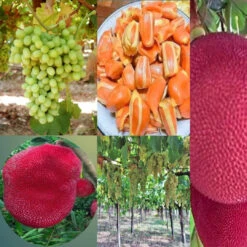 Grapes Variety Pack Of 3 Combo 10 Grapes Variety Pack Of 3 Combo -Pixies Gardens 715AZgKuhyL. SL1300