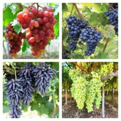 Grapes Variety Pack Of 3 Combo 8 Grapes Variety Pack Of 3 Combo -Pixies Gardens 716q76TUxcL. SL1080