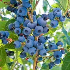 Vernon Blueberry Bush -Pixies Gardens 71749A 1