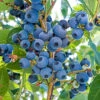 Vernon Blueberry Bush
