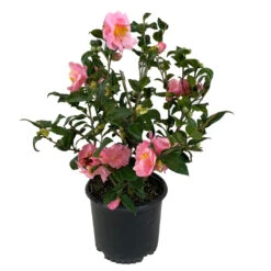 Arctic Dawn Camellia -Pixies Gardens 71Ast1BAlFL