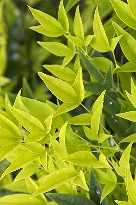 ‘Lemon-Lime’ Nandina 5 ‘Lemon-Lime’ Nandina - Image 5