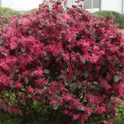 Sizzling Pink Loropetalum -Pixies Gardens 71eFzx2KNML