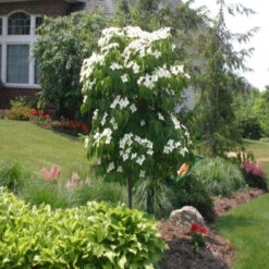 Kousa Dogwood Tree -Pixies Gardens 71f8110f39c7600b10a750a45cf8fa09