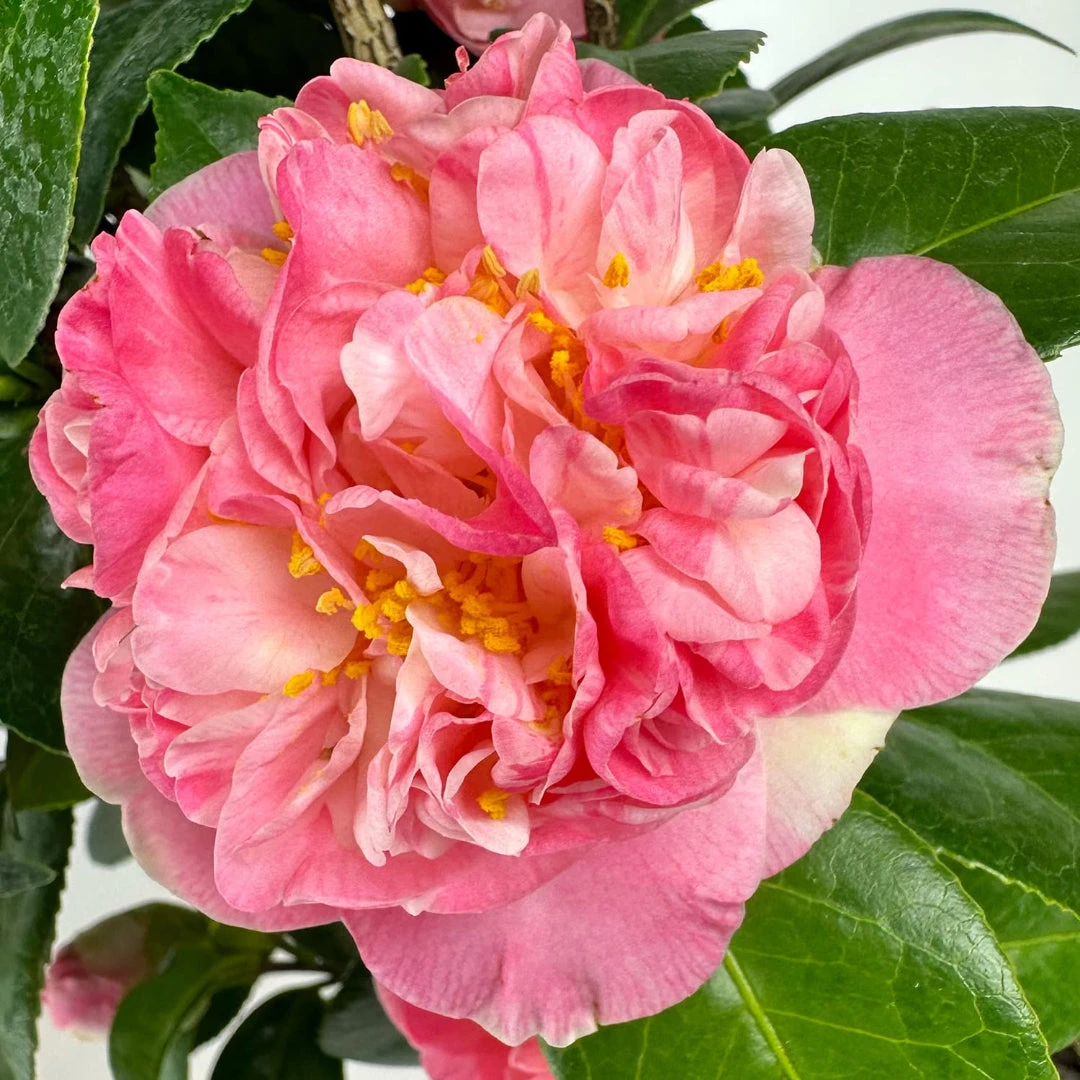 Mrs. Lyman Clarke Camellia 4 Mrs. Lyman Clarke Camellia - Image 4
