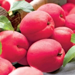 Hanska Plumcot-Hybrid Cross Between Plum An Apricot -Pixies Gardens 74585