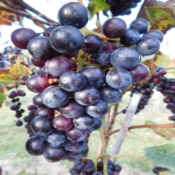 Thomcord Seedless Grapes -Pixies Gardens 7467