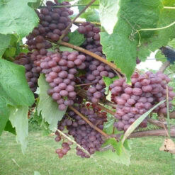 Vanessa Seedless Grapes 11 Vanessa Seedless Grapes -Pixies Gardens 7468