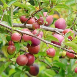 Methley Plum Tree