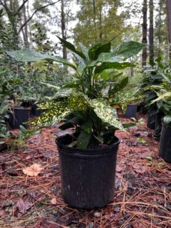 Acuba Gold Dust -Pixies Gardens 76BD08D3 2ADD 4EA8 96D0 7DE5DCB543C2