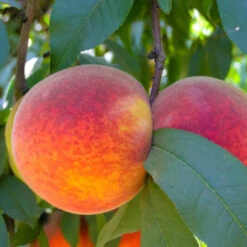 Redskin Peach Tree 10 Redskin Peach Tree -Pixies Gardens 79023A