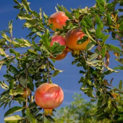Russian Pomegranate Tree - Cold Hardy 7 Russian Pomegranate Tree - Cold Hardy -Pixies Gardens 79107 1600x c2ce1b12 d6c0 4d9e a4d4 d8794db2e882