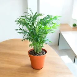Neanthe Bella Palm (Live Indoor Plant) -Pixies Gardens 79285b5a 3054 4b0e b085 be540460f256