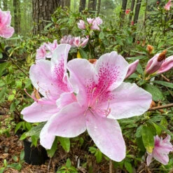 George Tabor Azalea 7 George Tabor Azalea -Pixies Gardens 7A2673AA E4E8 4F91 81BC 8B55953865C4